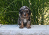 F1 Cavapoo For Sale Millersburg OH Male-Liam