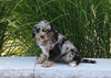 F1 Cavapoo For Sale Millersburg OH Male-Chico