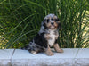 F1 Cavapoo For Sale Millersburg OH Male-Chico