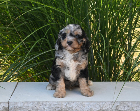 F1 Cavapoo For Sale Millersburg OH Male-Chico