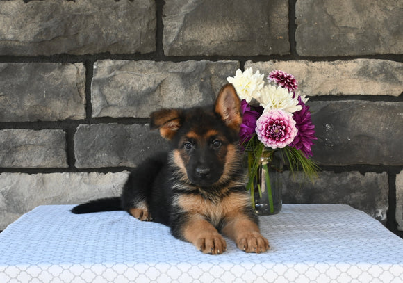 AKC Registered German Shepherd For Sale Millersburg OH Female-Callie