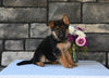 AKC Registered German Shepherd For Sale Millersburg OH Female-Callie