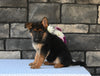 AKC Registered German Shepherd For Sale Millersburg OH Female-Callie