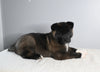 AKC Registered Akita For Sale Millersburg OH Male-Apollo