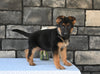 AKC Registered German Shepherd For Sale Millersburg OH Female-Crystal