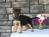 AKC Registered German Shepherd For Sale Millersburg OH Female-Crystal