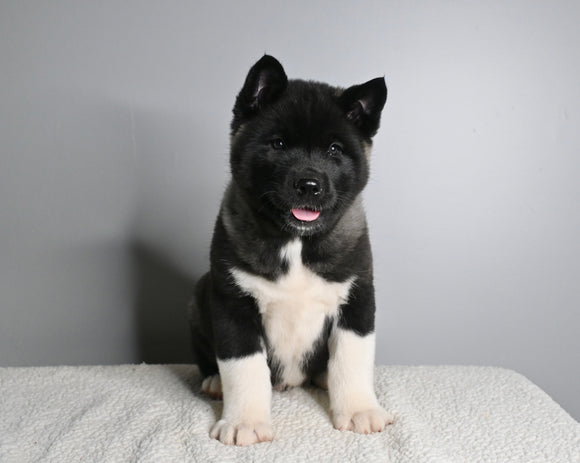 AKC Registered Akita For Sale Millersburg OH Male-Atticus