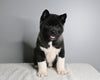 AKC Registered Akita For Sale Millersburg OH Male-Atticus