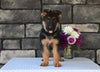 AKC Registered German Shepherd For Sale Millersburg OH Female-Crystal