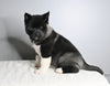 AKC Registered Akita For Sale Millersburg OH Male-Atticus