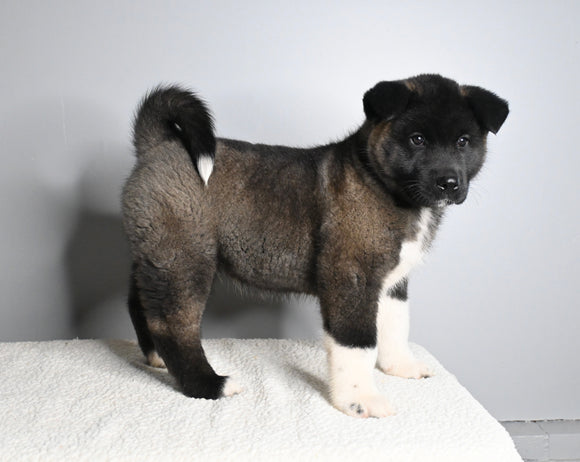 AKC Registered Akita For Sale Millersburg OH Male-Axel
