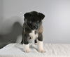 AKC Registered Akita For Sale Millersburg OH Male-Axel