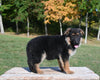 AKC Registered German Shepherd For Sale Millersburg OH Female-Charity