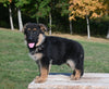 AKC Registered German Shepherd For Sale Millersburg OH Female-Charity