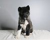 AKC Registered Akita For Sale Millersburg OH Female-Asha