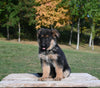 AKC Registered German Shepherd For Sale Millersburg OH Female-Charity