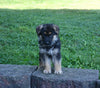 AKC Registered German Shepherd For Sale Millersburg OH Female-Carla