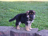 AKC Registered German Shepherd For Sale Millersburg OH Female-Carla