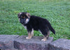 AKC Registered German Shepherd For Sale Millersburg OH Female-Carla