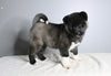 AKC Registered Akita For Sale Millersburg OH Female-Agnes