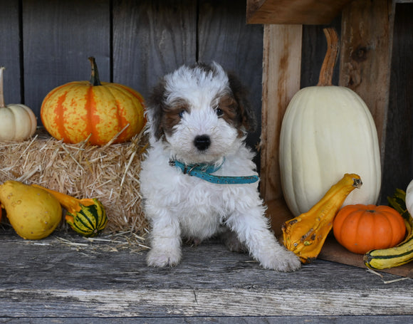 Micro Mini Bernedoodle For Sale Millersburg OH Male-Atlas