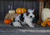 Micro Mini Bernedoodle For Sale Millersburg OH Male-Atlas