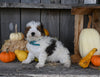 Micro Mini Bernedoodle For Sale Millersburg OH Male-Atlas