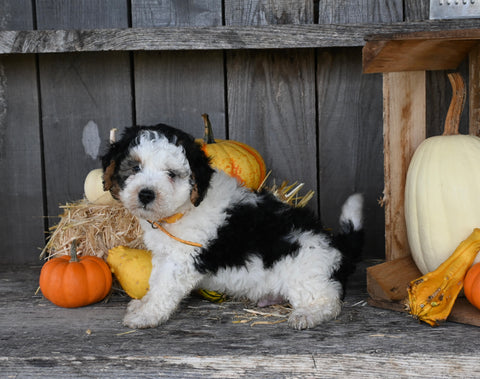 Micro Mini Bernedoodle for Sale Millersburg OH Male-Marlowe