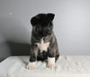 AKC Registered Akita For Sale Millersburg OH Female-Avery