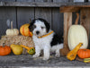 Micro Mini Bernedoodle for Sale Millersburg OH Male-Marlowe