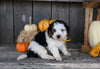 Micro Mini Bernedoodle for Sale Millersburg OH Male-Marlowe