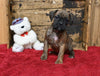 Boxer/Bulldog For Sale Fredericksburg OH Female-Bella