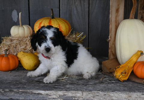 Micro Mini Bernedoodle For Sale Millersburg OH Female-Elektra