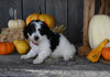 Micro Mini Bernedoodle For Sale Millersburg OH Female-Elektra