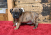 Boxer/Bulldog For Sale Fredericksburg OH Female-Bella