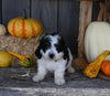 Micro Mini Bernedoodle For Sale Millersburg OH Female-Elektra