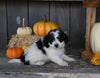 Micro Mini Bernedoodle For Sale Millersburg OH Female-Elektra