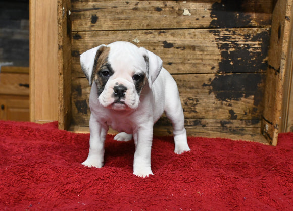 Boxer/Bulldog For Sale Fredericksburg OH Female-Bonnie