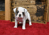 Boxer/Bulldog For Sale Fredericksburg OH Female-Bonnie