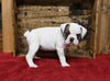 Boxer/Bulldog For Sale Fredericksburg OH Female-Bonnie