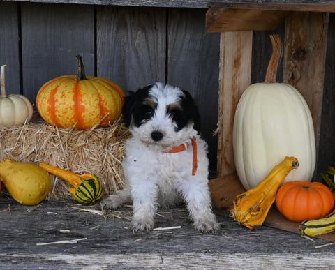 Micro Mini Bernedoodle For Sale Millersburg OH Female-Selene