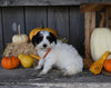 Micro Mini Bernedoodle For Sale Millersburg OH Female-Selene