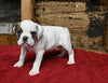 Boxer/Bulldog For Sale Fredericksburg OH Female-Bonnie