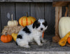 Micro Mini Bernedoodle For Sale Millersburg OH Female-Selene