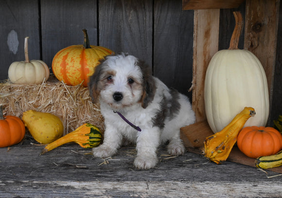 Micro Mini Bernedoodle For Sale Millersburg OH Female-Hazel