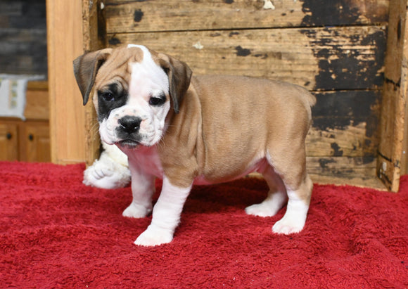 Boxer/Bulldog For Sale Fredericksburg OH Male-Brock