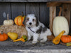 Micro Mini Bernedoodle For Sale Millersburg OH Female-Hazel