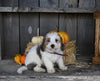 Micro Mini Bernedoodle For Sale Millersburg OH Female-Hazel