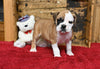 Boxer/Bulldog For Sale Fredericksburg OH Male-Brock