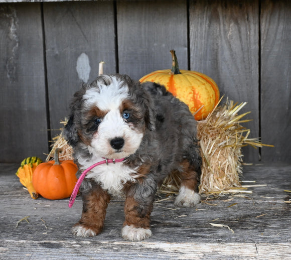 Micro Mini Bernedoodle For Sale Millersburg OH Female-Honey